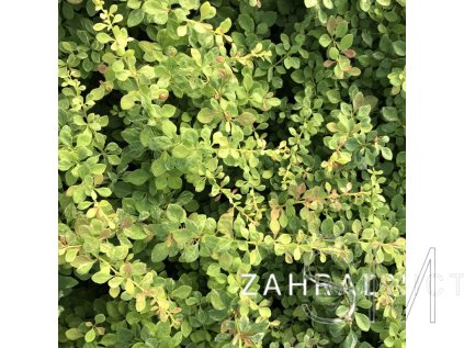 Berberis thunbergii 'Rainbow'  Dřišťál thunbergův 'Rainbow'