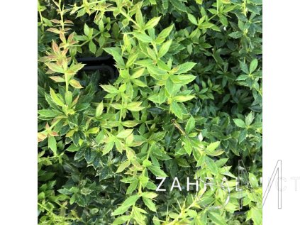 Berberis verruculosa  Dřišťál bradavičnatý