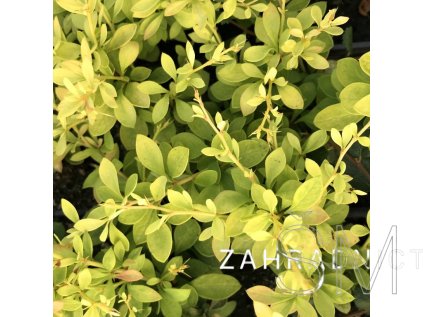 Berberis thunbergii 'Goldalita'  Dřišťál thunbergův  'Goldalita'