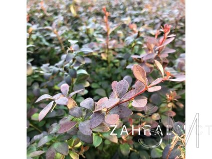 Berberis thunbergii 'Pow Pow'  Dřišťál ´Pow Pow´
