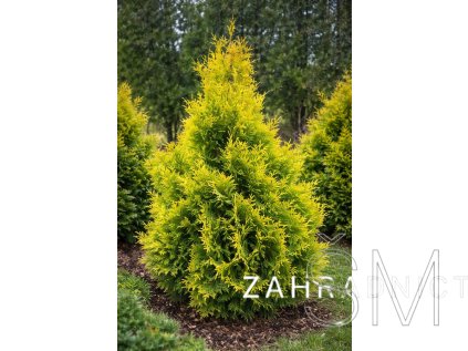 Thuja occ. 'Yellow Ribbon'  Zerav západní  'Yellow Ribbon'
