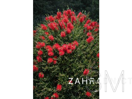 Callistemon rigidus  štětkovec