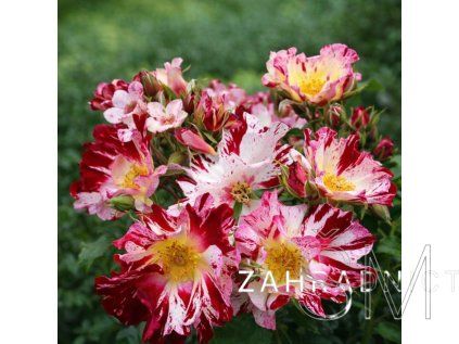 Rosa 'Hanabi'  růže červ. bílá žíhaná vyšší