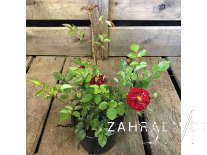 Rosa 'Fairy Dance'  Růže půdopokryvná  'Fairy Dance'