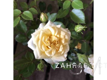 Rosa 'Yellow Fairy'®  Růže 'Yellow Fairy'® žlutá drobnokvětá