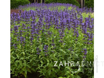 Nepeta sub. 'Purple Prelude'  Marulka 'Purple Prelude'
