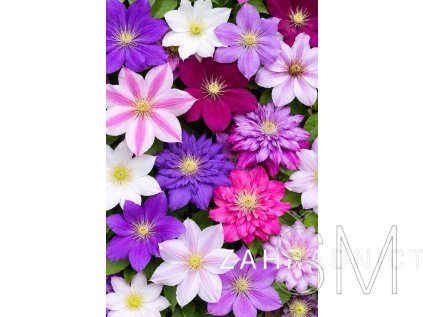 Clematis  v kultivarech  plamének