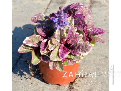 Ajuga reptans 'Burgundy Glow' Zběhovec plazivý 'Burgundy Glow'
