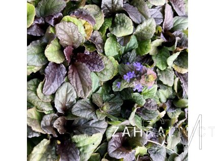 Ajuga reptans 'Atropurpurea' Zběhovec plazivý 'Atropurpurea'