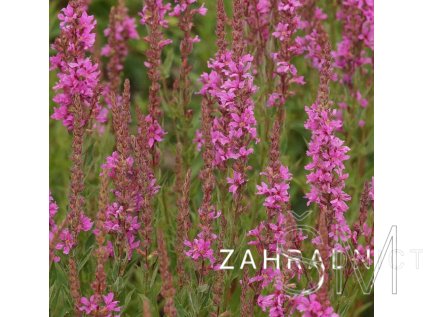 Lythrum virgatum 'Rose Queen'  Kyprej prutnatý