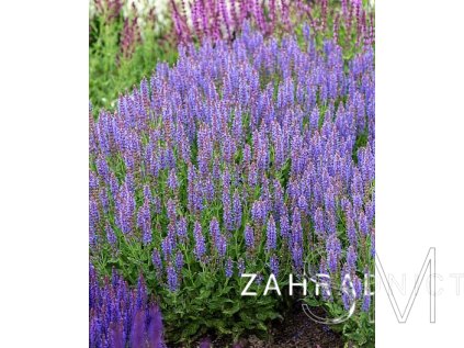 Salvia nem. 'Blauhügel' Šalvěj hajní 'Blauhügel'