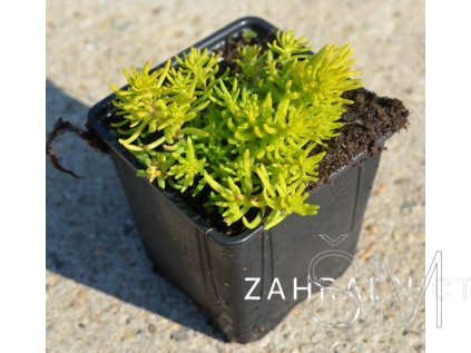 Sedum reflexum 'Angelina' Rozchodník skalní 'Angelina'
