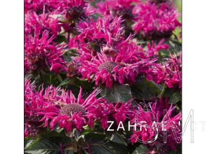 Monarda didyma 'Melua Burgundy'  Zavinutka 'Melua Burgundy'