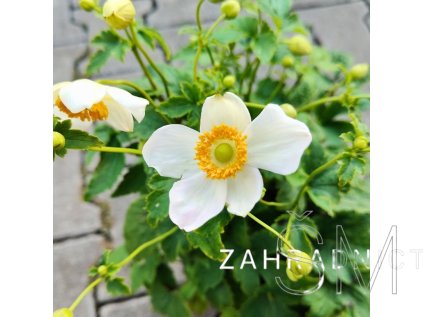 Anemone hup. 'Pretty Lady Maria'®  Sasanka hupejská 'Pretty Lady Maria'®