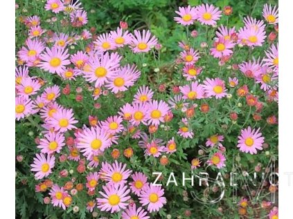 Chrysanthemum rubellum 'Clara Curtis'  Listopadka  'Clara Curtis'