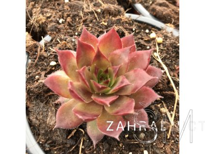 Sempervivum 'Purple Beauty' Netřesk 'Purple Beauty'