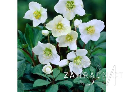 Helleborus niger 'Praecox' Čemeřice černá 'Praecox'