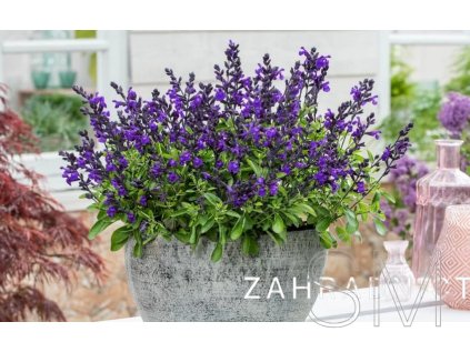 Salvia greggii 'Mirage Violet'  Šalvěj Gregova Mirage Violet'