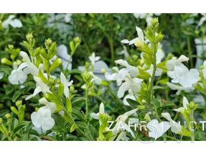 Salvia greggii 'Mirage White'  Šalvěj Gregova 'Mirage White'