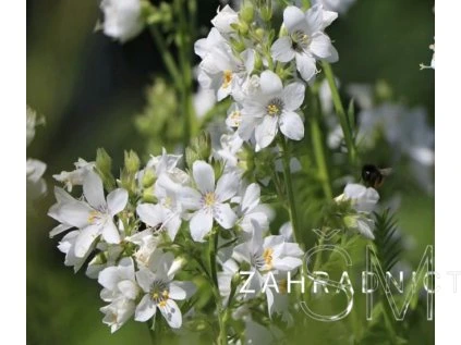 Polemonium caeruleum 'Alba'  Jirnice