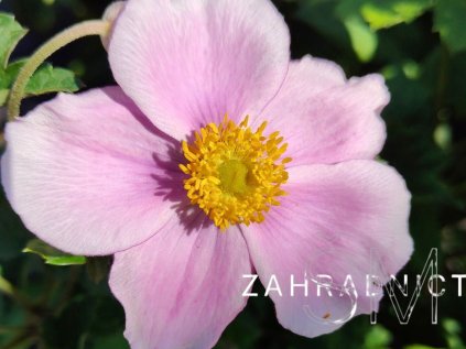 Anemone tom. 'Robustissima'  Sasanka plstnatá