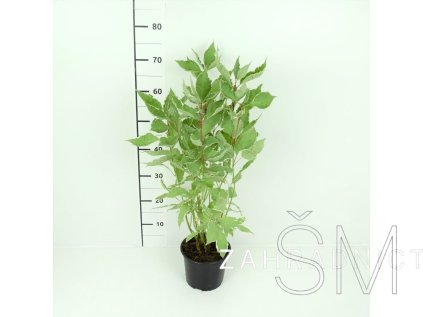 Cornus alba 'Argenteomarginata' Svída bílá 'Argenteomarginata'