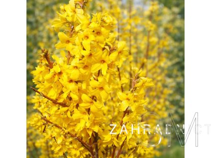 Forsythia x intermedia 'MINIGOLD'  zlatice prostřední
