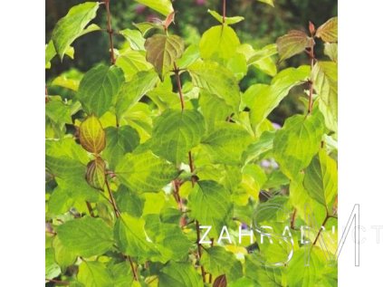 Cornus san. 'Anny's Winter Orange  svída krvavá
