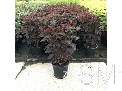 Physocarpus opulifolius 'Andre' Tavola kalinolistá 'Andre'