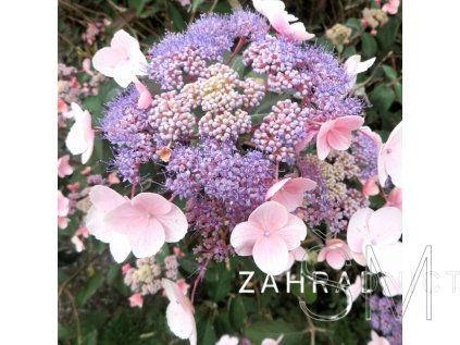 Hydrangea aspera 'Hot Chocolate®' Hortenzieb 'Hot Chocolate®'