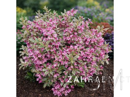 Weigela All Summer Monet'®  vaigela All Summer Monet'®