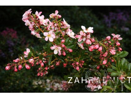 Escallonia ‘Apple Blossom’  zábluda 'Apple Blossom'
