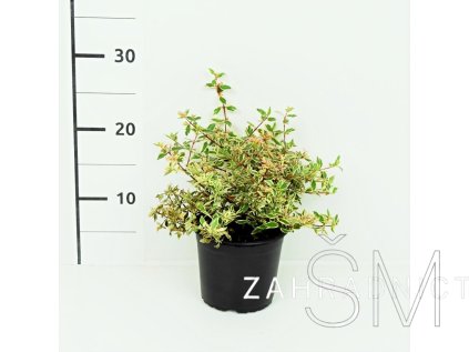 Abelia grandiflora 'Confetti'® Abelie velkokvětá 'Confetti'®
