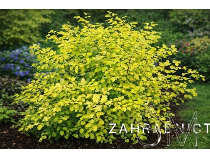 Spiraea vanhouttei 'Gold Fountain'  tavolník vanhouttei 'Gold Fountain'