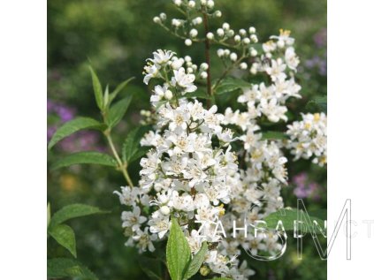 Deutzia crenata 'Dippon'  trojpuk drsný