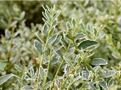 Lonicera nitida 'Silver Beauty' Zimolez lesklý 'Silver Beauty'