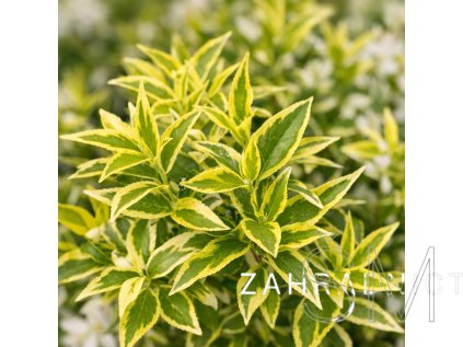 Deutzia gracilis 'Variegata'  trojpuk něžný