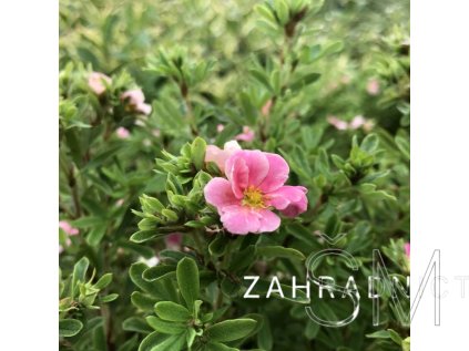 Potentilla frut. 'Lovely Pink®' Mochna křovitá 'Lovely Pink®'