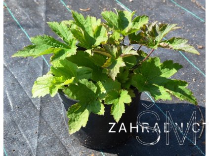 Anemone hup. 'Splendens' Sasanka hupejská 'Splendens'