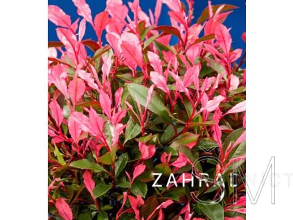 Photinia fraseri 'Little Fenna' Blýskavka