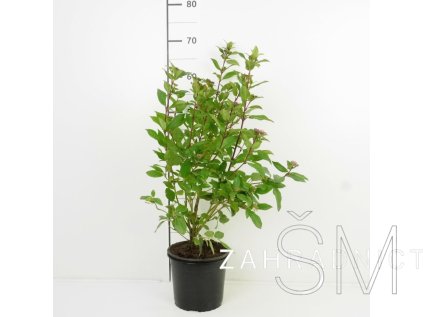 Viburnum tinus 'Gwenllian' Kalina modroplodá 'Gwenllian'