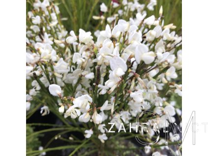 Cytisus praecox 'Albus' Čilimník časný 'Albus'
