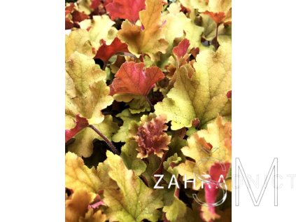 Heuchera 'Marmelade' Dlužicha 'Marmelade'