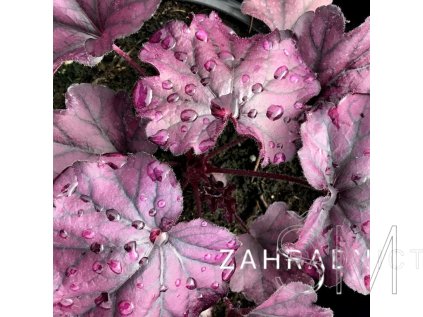 Heuchera ' Forever Purple ' Dlužcha ' Forever Purple '