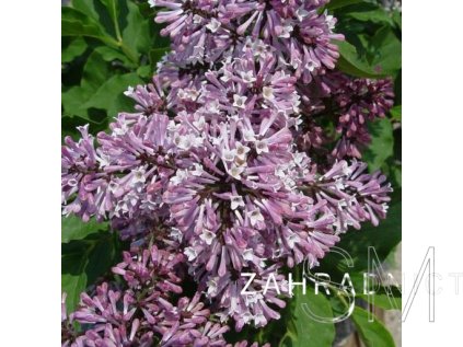 Syringa patula 'Miss Kim' Šeřík sametový 'Miss Kim'