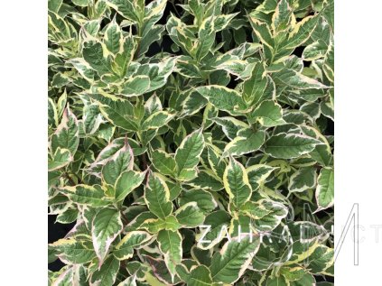 Weigela florida 'Nana Variegata' Vajgelie květnatá 'Nana Variegata'