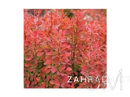 Berberis thunbergii 'Florence'® Dřišťál Thumbergův