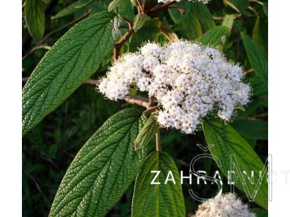 Viburnum rhytidophyllum Kalina vrásčitolistá