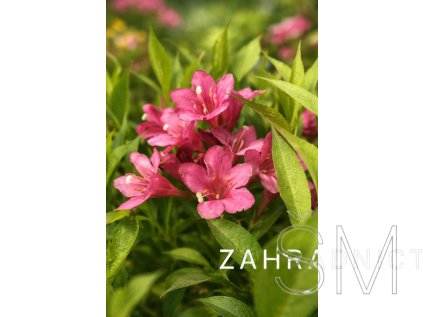Weigela florida 'Picobella Rosa'PBR  vajgelie květnatá