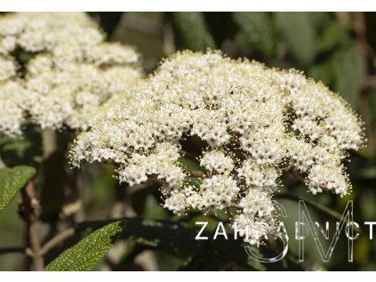 Viburnum rhytidophyllum 'Holland' Kalina vrásčitolistá 'Holland'